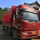 二手一汽解放 J6L中卡 2019款 240马力 6X2 7.7米仓栅式载货车(国五) 前四后四 一汽解放二手载货车 黄牌图片