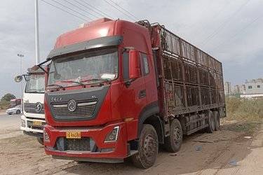 二手东风商用车 天龙KL重卡 465马力 8X4 9.6米畜禽仓栅式载货车(国五) 前四后八 雷诺二手载货车 黄牌图片