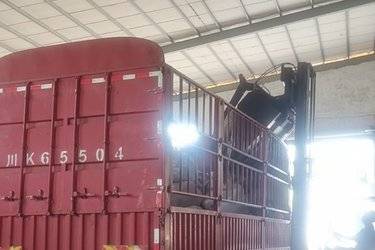 二手陕汽商用车 德御 300马力 4X2 6.8米仓栅式载货车(国六) 单桥 玉柴二手载货车 黄牌图片