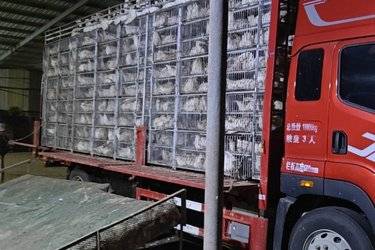二手青岛解放JK6 6.6L柴油 290马力 6X2 法士特8档 9.75米排半仓栅式载货车(国六) 前四后四 锡柴二手载货车 黄牌
